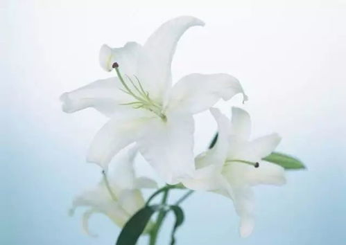 揭秘百合花的神秘面纱：美丽与纯洁的象征意义