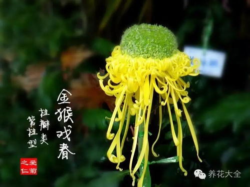 黄金菊花语中，黄色代表财富