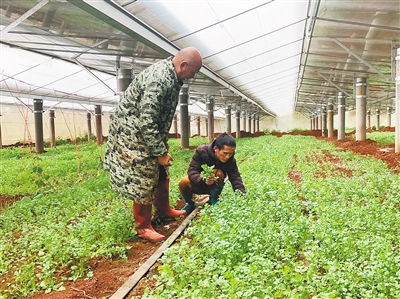 农光互补种植模式