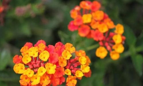 马缨丹：石缝里的“开花机器”