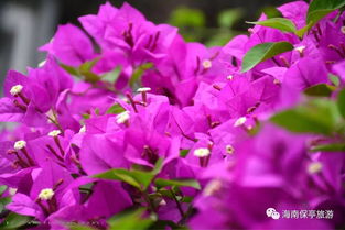 淮安的美景与花儿