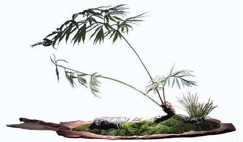 草本植物与好运草