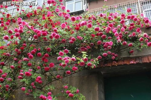 门前种什么爬藤花蕞好堪？