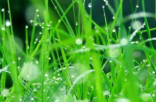 狗牙根：野性十足的草