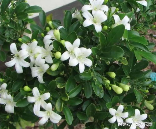 秋季七里香修剪