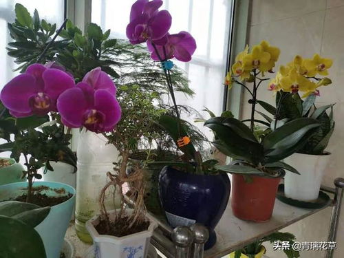 春季和秋季， 蝴蝶兰的黄金时期