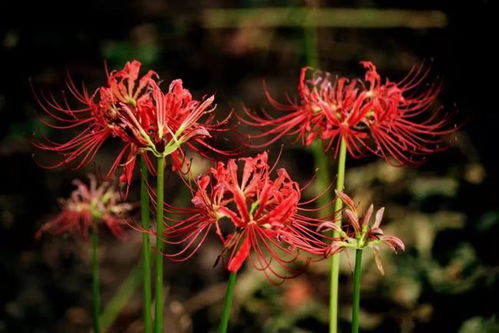 那片田里的紫花之谜
