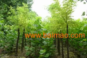 寻找国槐苗的乐趣