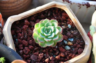 法师扦插后多久浇水？