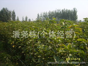 春天里的花海：基地变花园