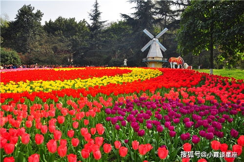 第二种：那朵黄色的小花，花瓣像个小太阳的是啥花呢？