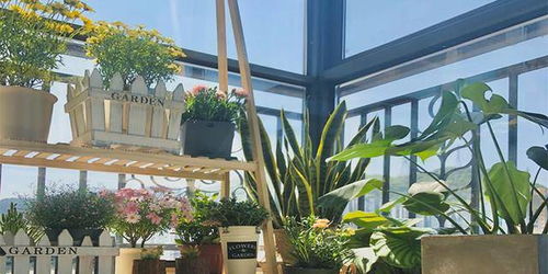 冲凉房里的绿意盎然：适合种植的花卉大盘点