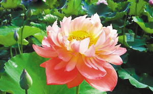 睡莲：荷花的好伴侣