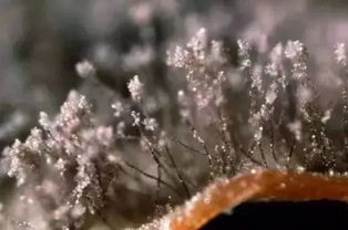 灰霉病的防治：像对待孩子一样细心呵护