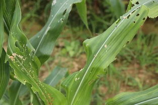 菜园夜蛾猖獗，甲维盐如何持久杀虫不伤作物？