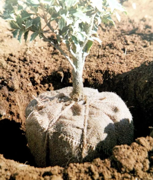 栽种小苗木四个技术要领， 南阳万景苗木基地分享