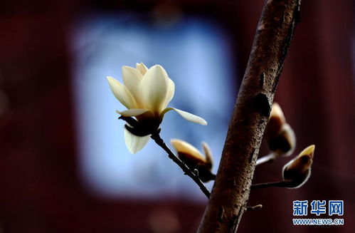 白玉兰绽放，为何花瓣渐变黑