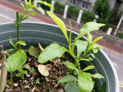 花期长， 养护容易，夏季花卉推荐