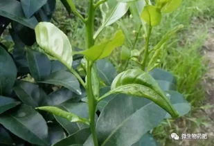 柑橘清园， 时机hen重要