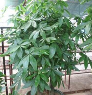 农药的种类和浓度也要考虑