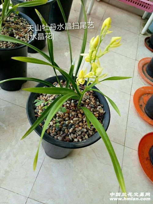 曼陀罗花怎么养？它的神奇功效是什么