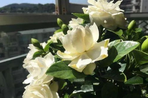 湿热天必种的5大金刚