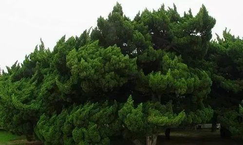 大连市花月季和市树银杏，种植时需要注意哪些品种选择和养护技巧