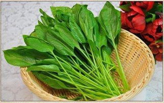 三月份，时令蔬菜Ke以播种了