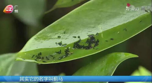 如何快速去除花土里的小虫？这些虫子会危害植物生长吗