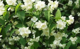 山梅花的观赏价值