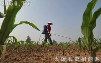 阿特拉津：内吸性苗前、 苗后封闭除草剂