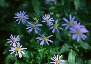 白玉兰， 白色花朵的贵族