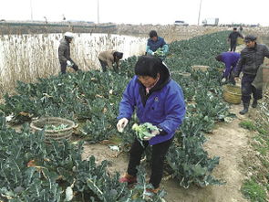 盐碱地种花， 选对品种是关键
