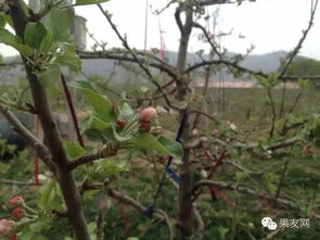 老鸦柿花果期如何科学施肥？果实能否达到最佳口感