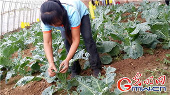 金叶苔草， 不仅仅是观赏