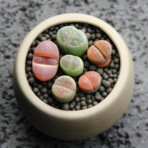 第一步：准备药水