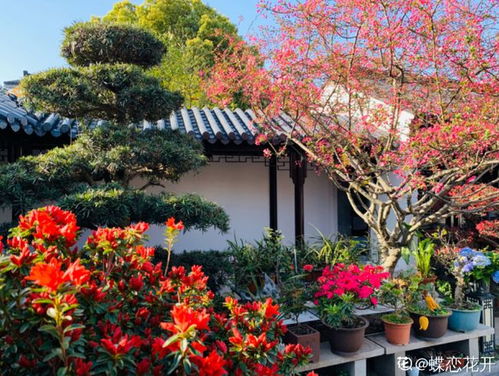 农林卫视《中国农资秀》 红牛百强县打造工程 宾川:大蒜黑果病怎么办三农耘视 · 2025.9.04.2025 仙客来盆花品种颜色合集-少量测试新品花色美味吃吃吃 · 2025.9.04.金秋暴击!85 亩 甜蜜金矿 结出 400 万致富果北方资料一手家 · 2025.9.04.