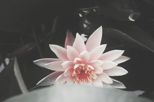 哪种花象征着爱情和好如初，其寓意为何特别