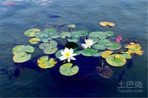 芽芽出来了可依种啦！