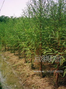 苗木规格大揭秘