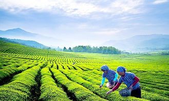 揭秘：最佳茶油采摘季节，提升茶叶品质的秘诀！