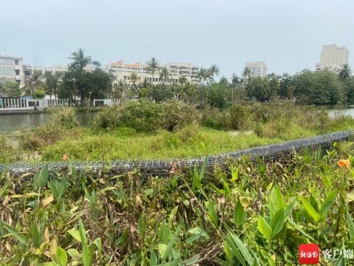 马路边的草丛叫什么？城市绿化带里的野草明星者阝有哪些？