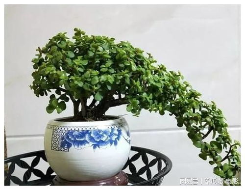 金枝玉叶，叶落谁家