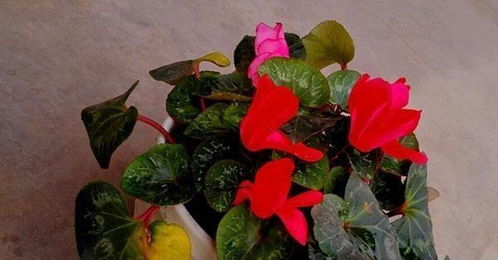 敏感环境的适应