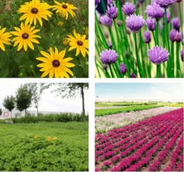 植物选择：耐寒为主，美丽为辅