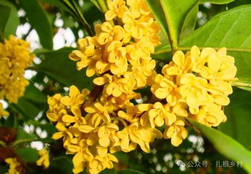 丹桂：颜色Zui艳的视觉焦点