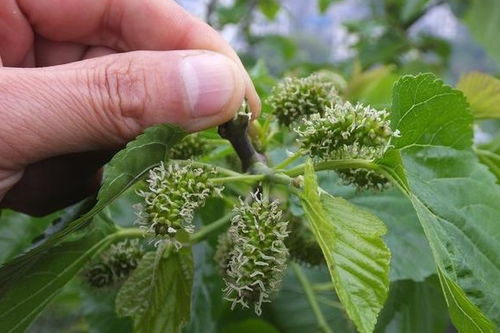 油麻藤种子泡水喝真的Neng降糖吗？