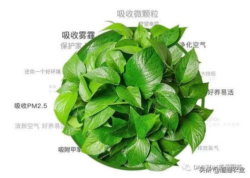 适合秋季种植的花卉