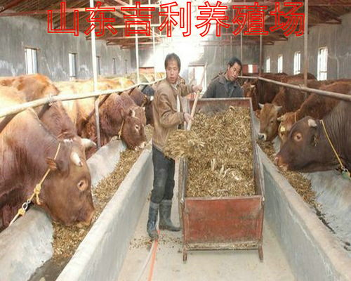 张师傅独创乳猪诱食法，高效易行