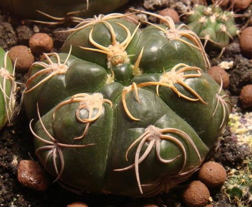 海王球养护，让你的绿植颜值爆表！